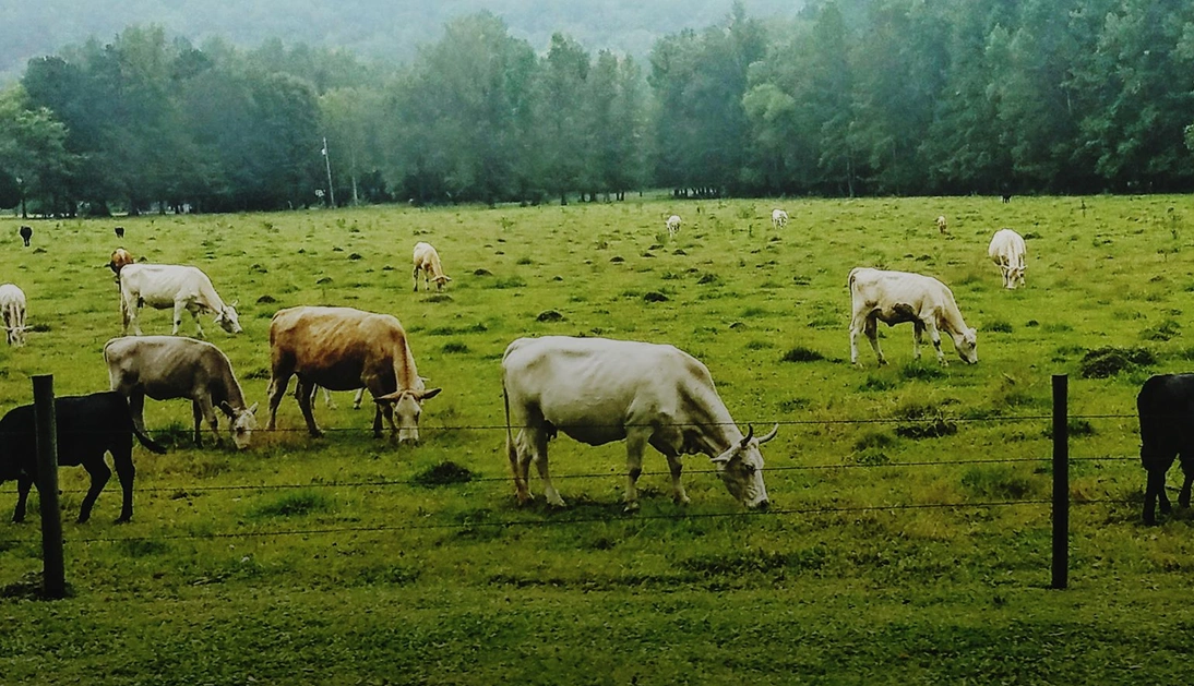 Green tech innovation